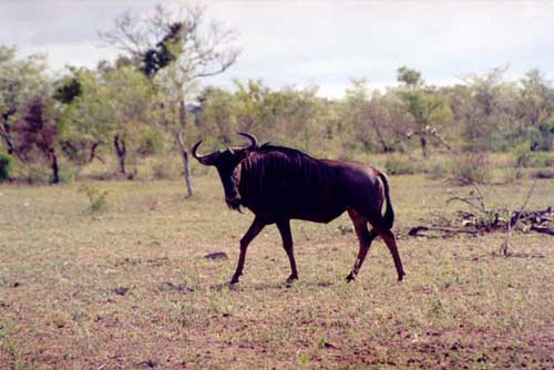 Gnus are very frequent, too.