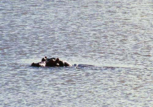 If you think lions are dangerous, think again. Hippos are, in fact, the most dangerous animals in the park. When we saw them, they swam in a small river, dipping their heads from time to time.