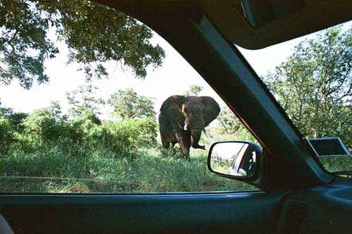 After entering the park, we drove around for about two hours spotting nothing but gigantic piles of elephant poop. They must have been close. Our patience was rewarded. This one was our very own private giant elephant and yes, it did feel like a vacation in Jurassic Park.