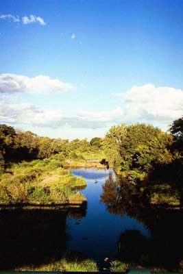 Kruger Park is not only beautiful for its animals but also for its landscape. South Africa, in general, is much greener than most people would guess. The rich vegetation provides enough food for the animals (who spend most of their time eating anyways).