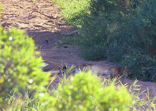 Similarly, lions are not the animals you get to see a lot. Some guy stopped right next to us and said, “Psst! There are a few lions pretty close. Turn right, then left after 100m. Don’t tell anybody.” There were about 7 other cars. The (female) lions apparently took a nap in the shade.