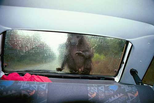 The Garden Route is the route between Port Elizabeth and Cape Town. On our way westbound we encountered a few baboons who weren’t too shy to climb our car. Monkey on our back.