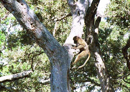 They all hang out together (as long as they’re not enemies). Some of the camps seem to have problems with baboons, most likely because tourists like to feed them.