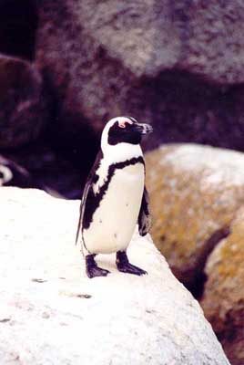 Pretty much every tourist stops at Boulder’s Beach where you can watch and even go swim with the penguins. I’m not sure if the penguin poop is good for your skin, though.