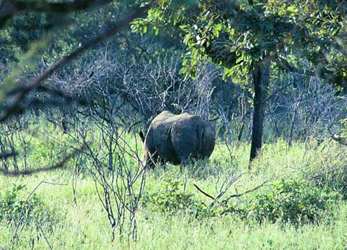 We weren’t lucky enough to see many rhinos. In fact, we only saw them once and they just gave us their behind.