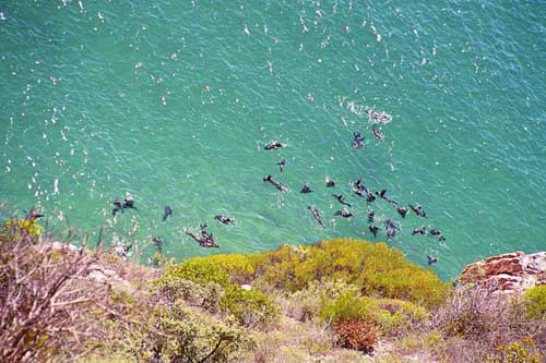 And seals. Lots of them in some spots.