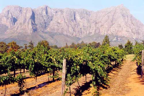 Stellenbosch is the center of South Africa’s wine area. Despite the many mountains, the vinyards are mostly on flat grounds.