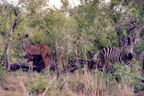 Zebras, they say, have stripes so predators cannot distinguish the individuals when the herd runs away.