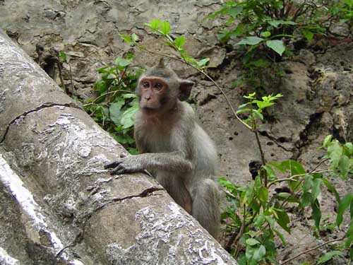 Monkeys in front the entrance